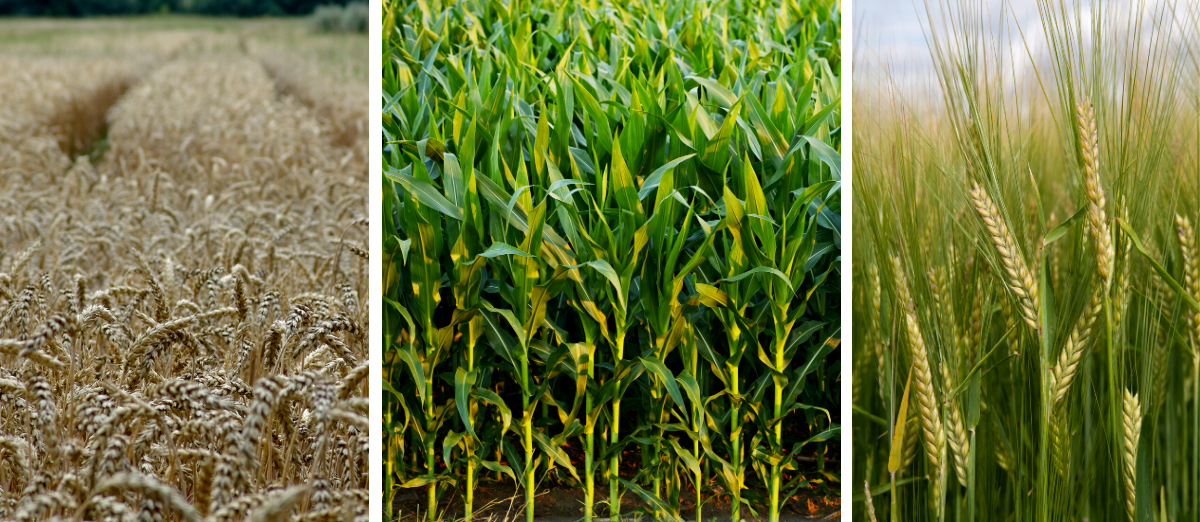 Wheat, corn, and barley fields