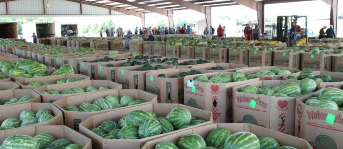 Watermelons at the Fairview Produce Auction