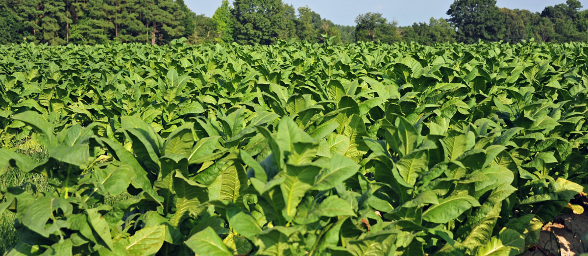 Field of tobacco plants