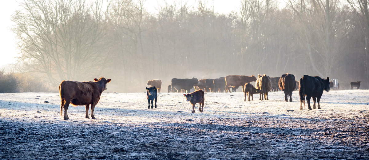 Cows and calves in snow