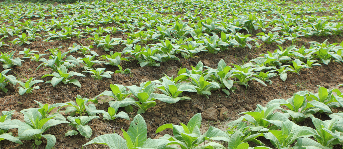 Young tobacco plants