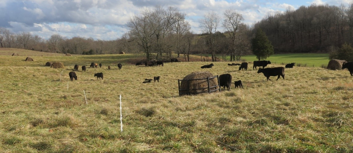 small herd of cattle bale grazing section of field