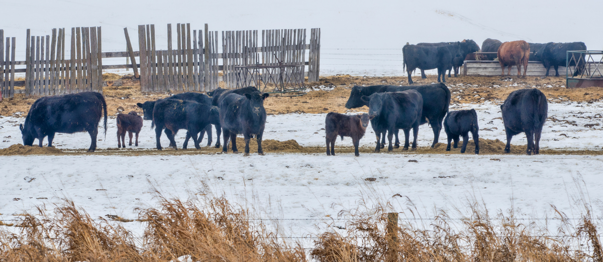 10-15 beef cattle and a few calves eating hay in a snow-covered pasture