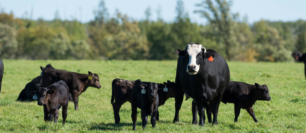 A herd of Black Angus calves