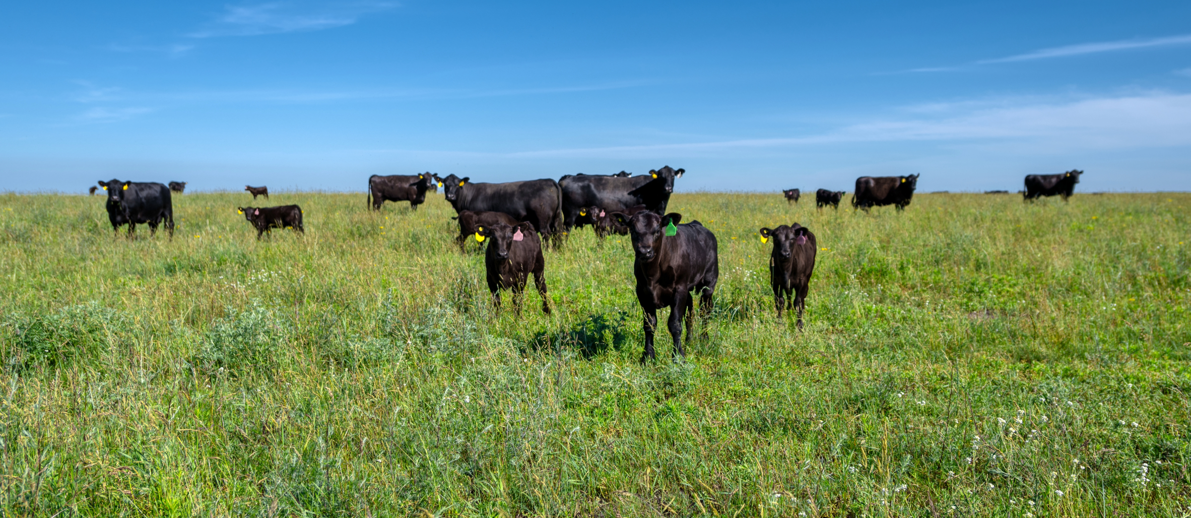 Small herd of cow and calves standing in field