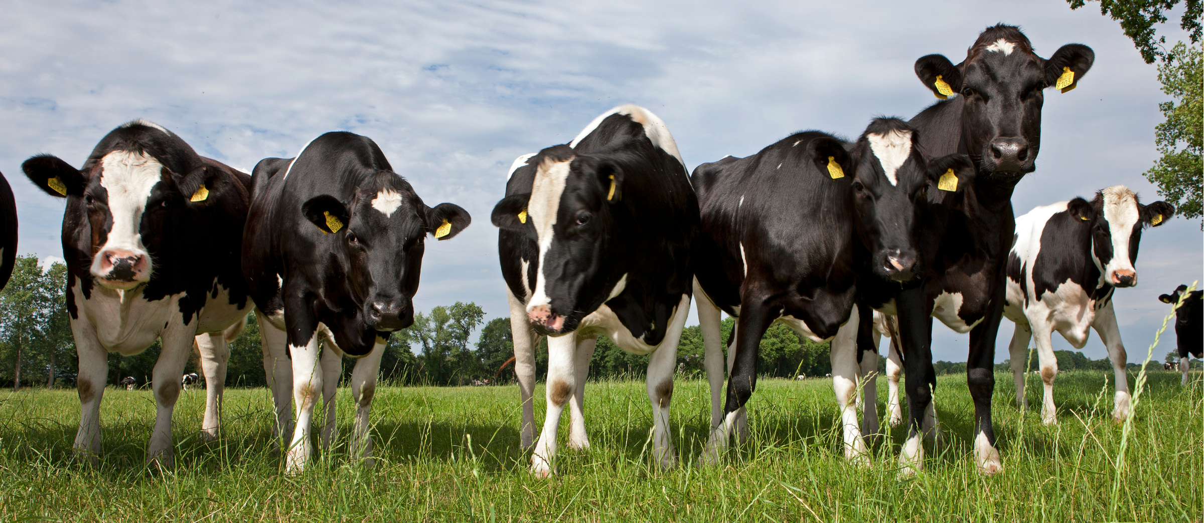Handful of Holstein cattle in a pasture looking toward photographer
