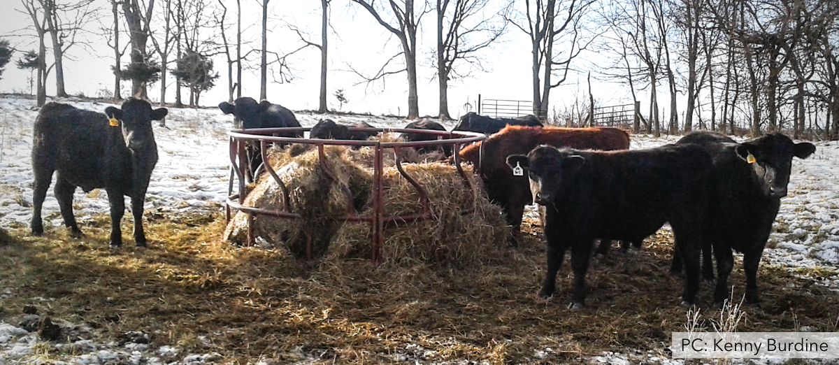 Cattle gathered around a round bale in winter