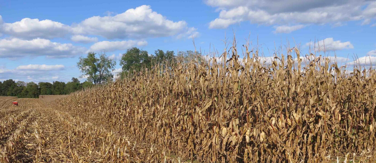  Corn field being harvested |  PC: Greg Halich