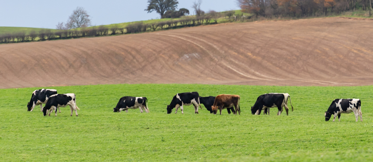 Photo of dairy cattle grazing in a field