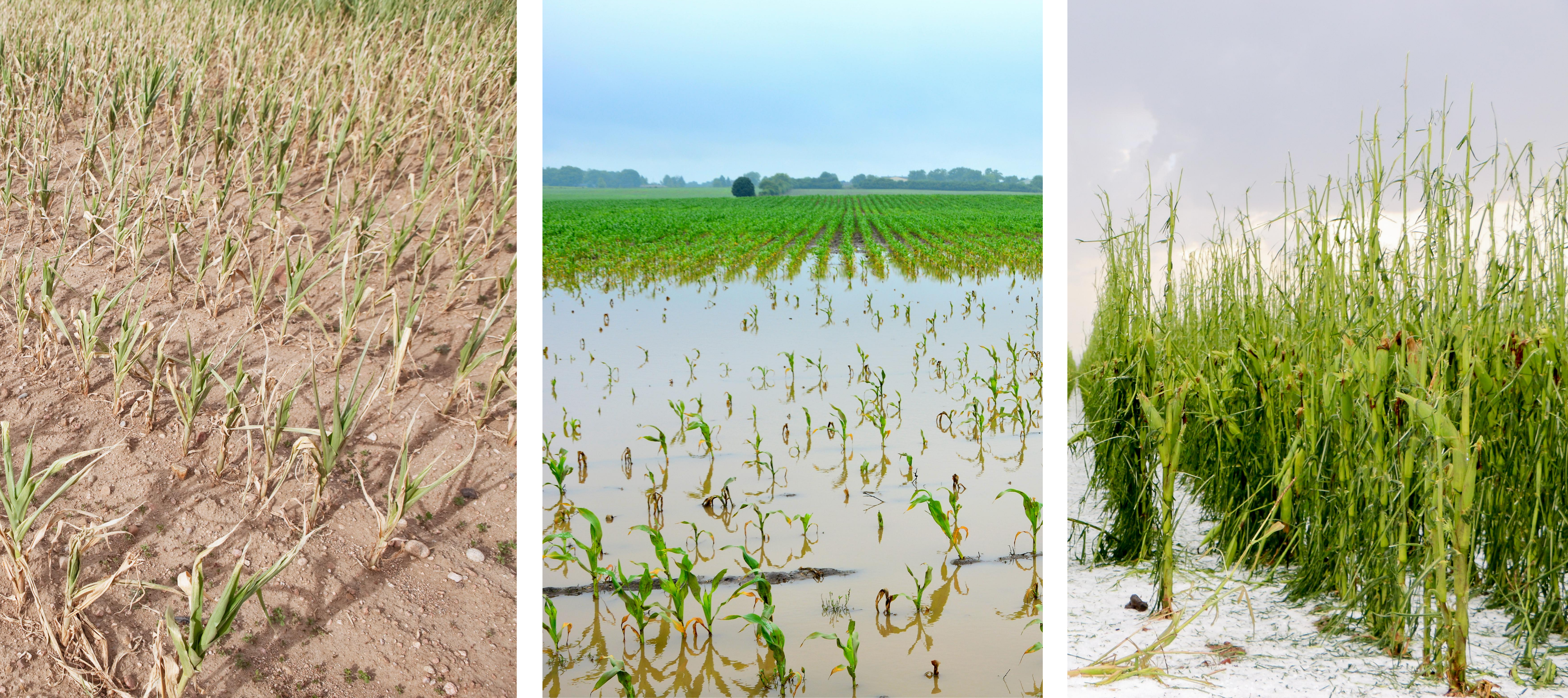 Collage photo of flood damage, drought, and hail on crops