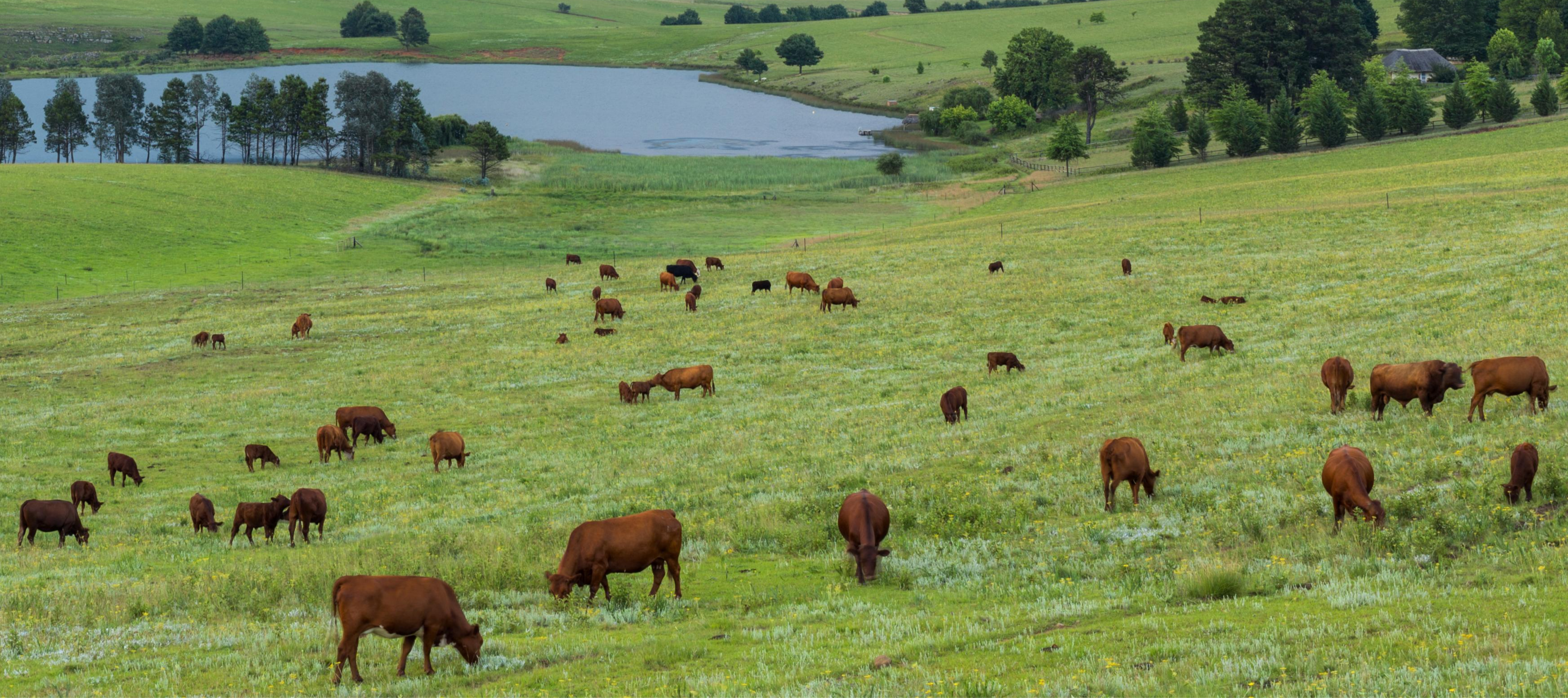 Photo of grazing cattle