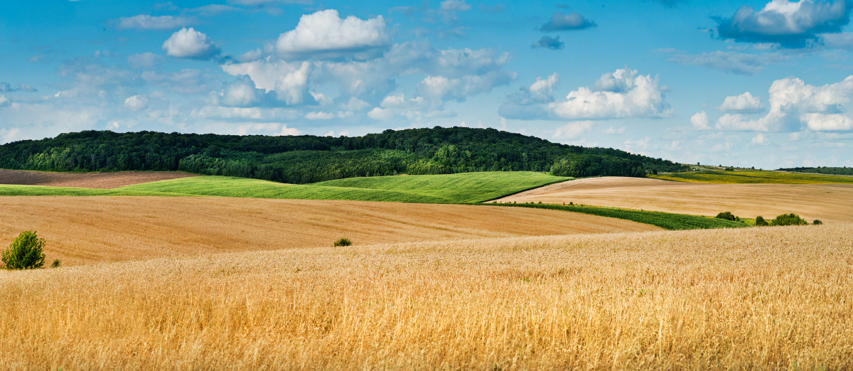 landscape of wheat field, ears and yellow and green hills