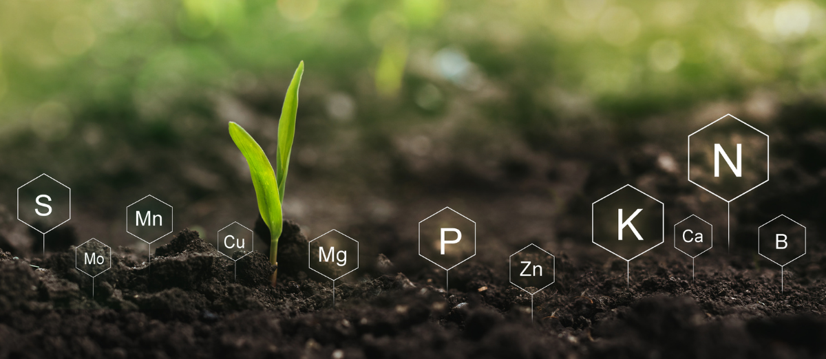 Fertilization and the role of nutrients in plant life. Soil with digital mineral nutrients icon.