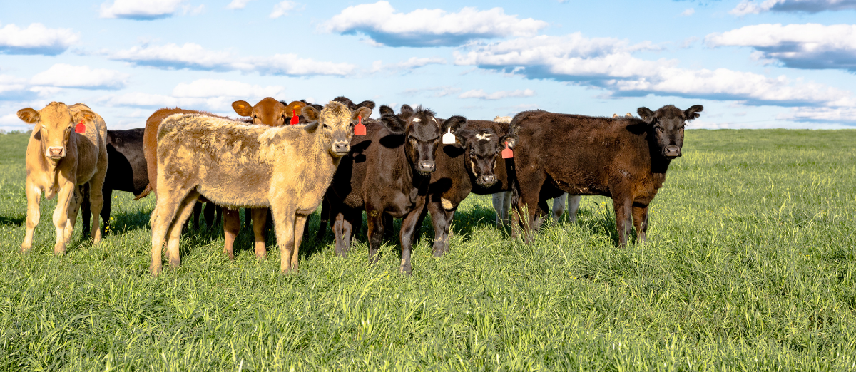 Commercial crossbred heifers in pasture