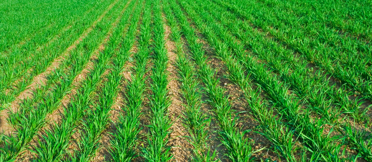 Young wheat plants in rows