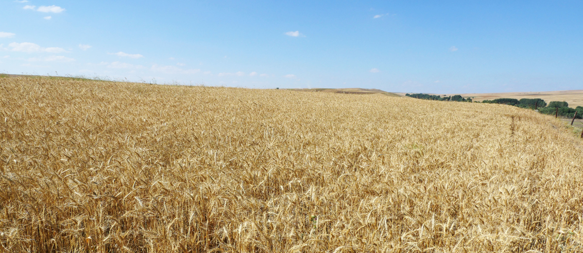 Landscape view of a wheat field