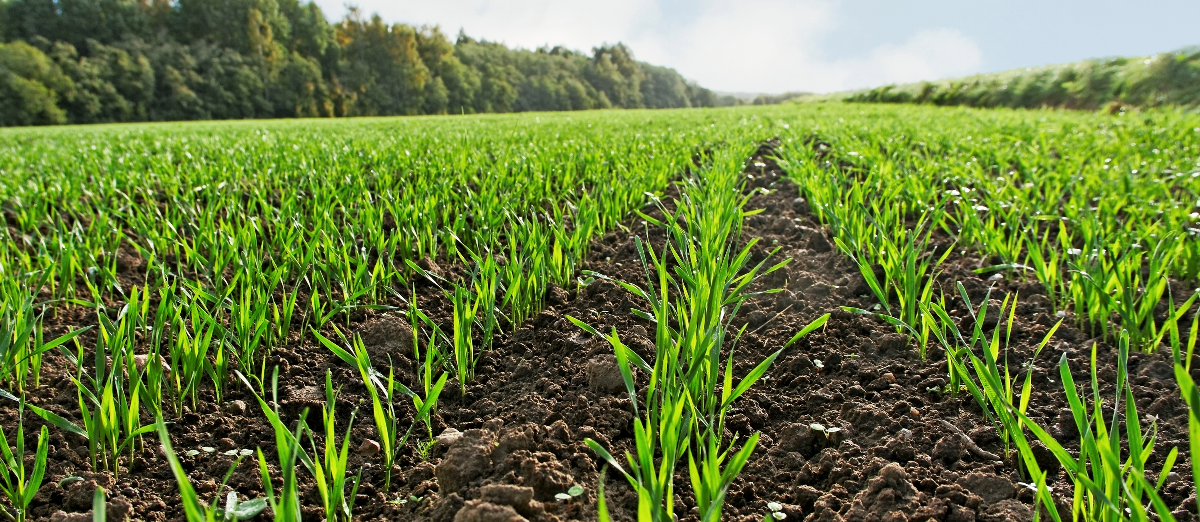 close up view of emerging wheat in field
