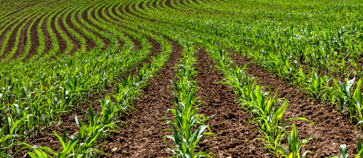 Close up of young corn plants in a field