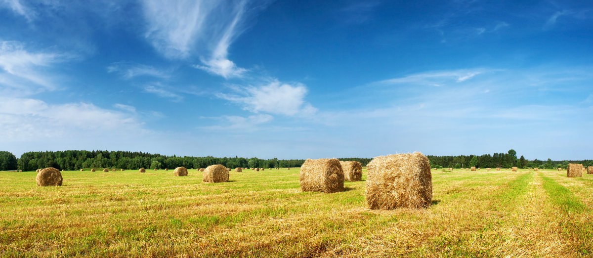 Round bales sitting in the field with blue sky