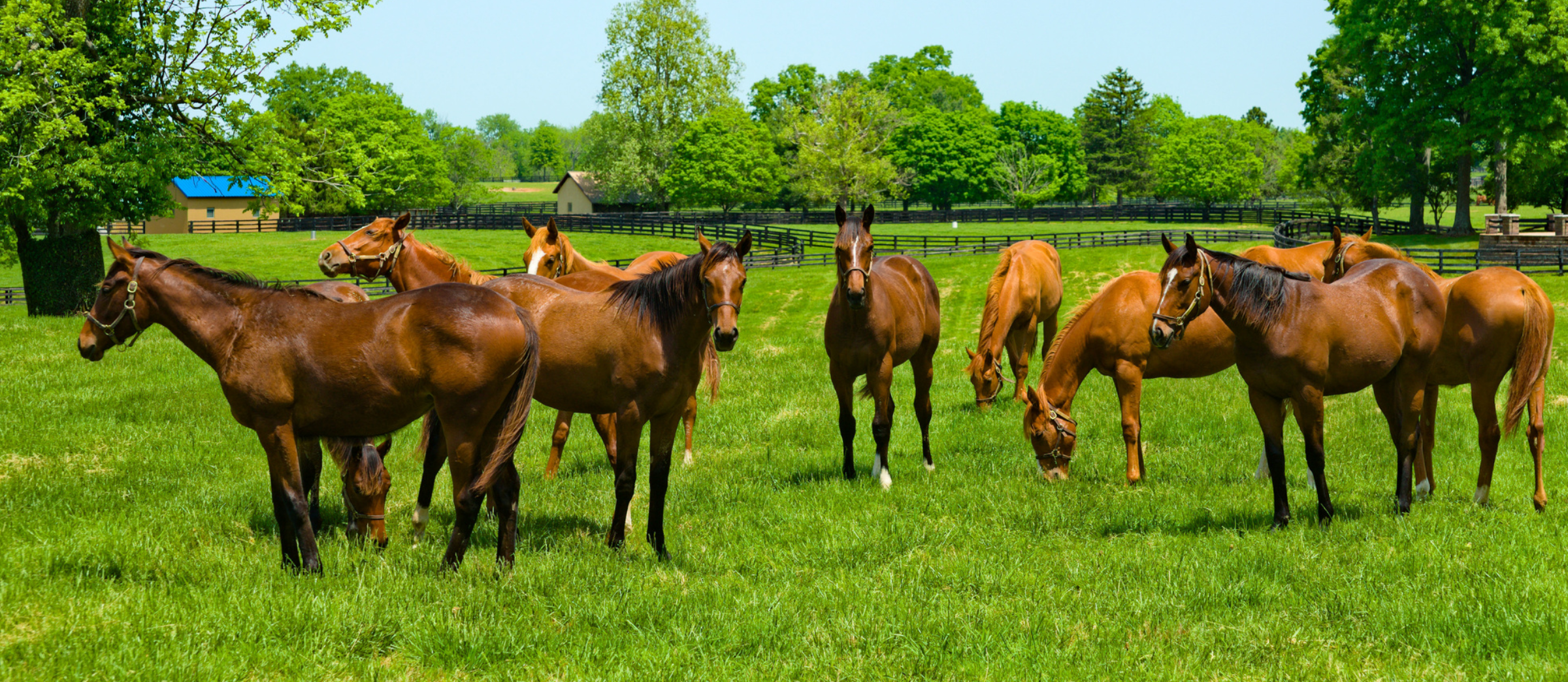 Small herd of young Thoroughbred horses standing in a pasture