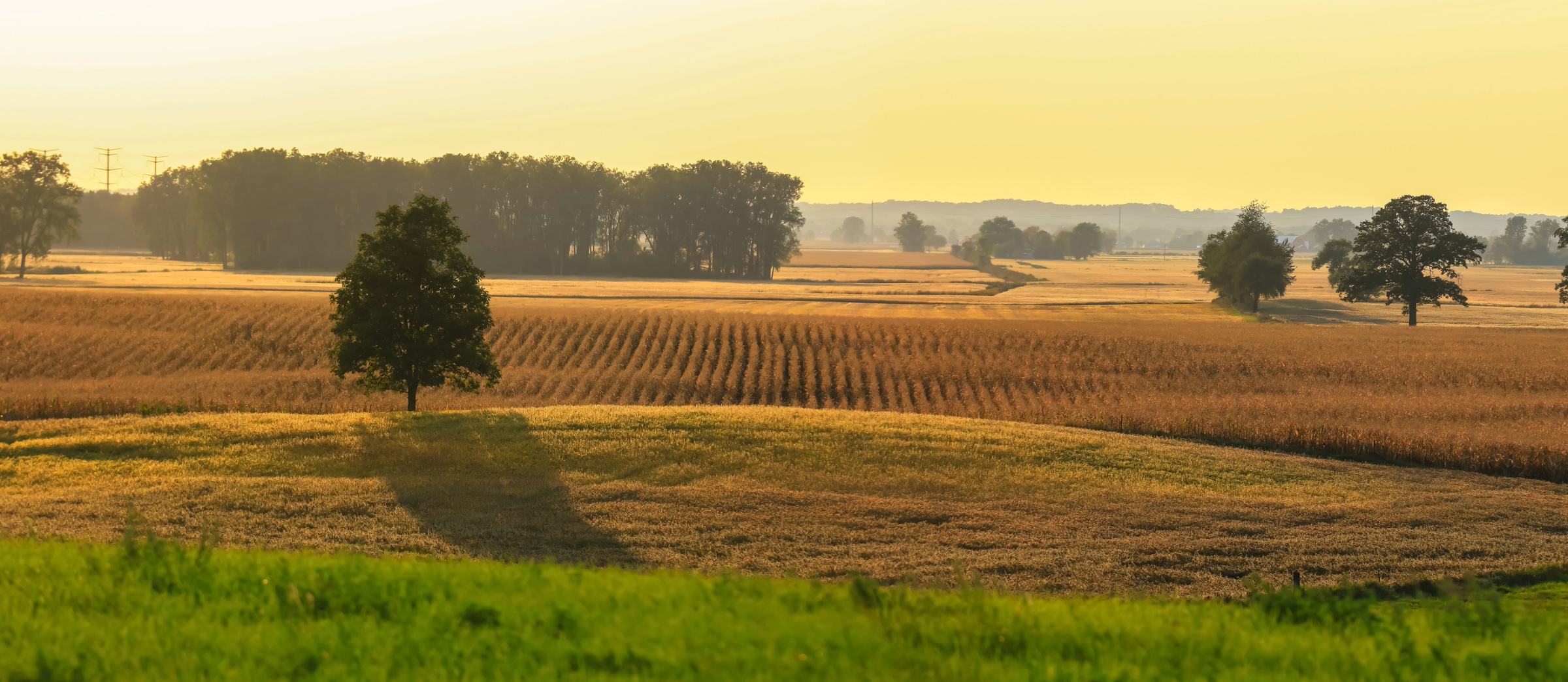 Landscape scene of a corn field in the fall
