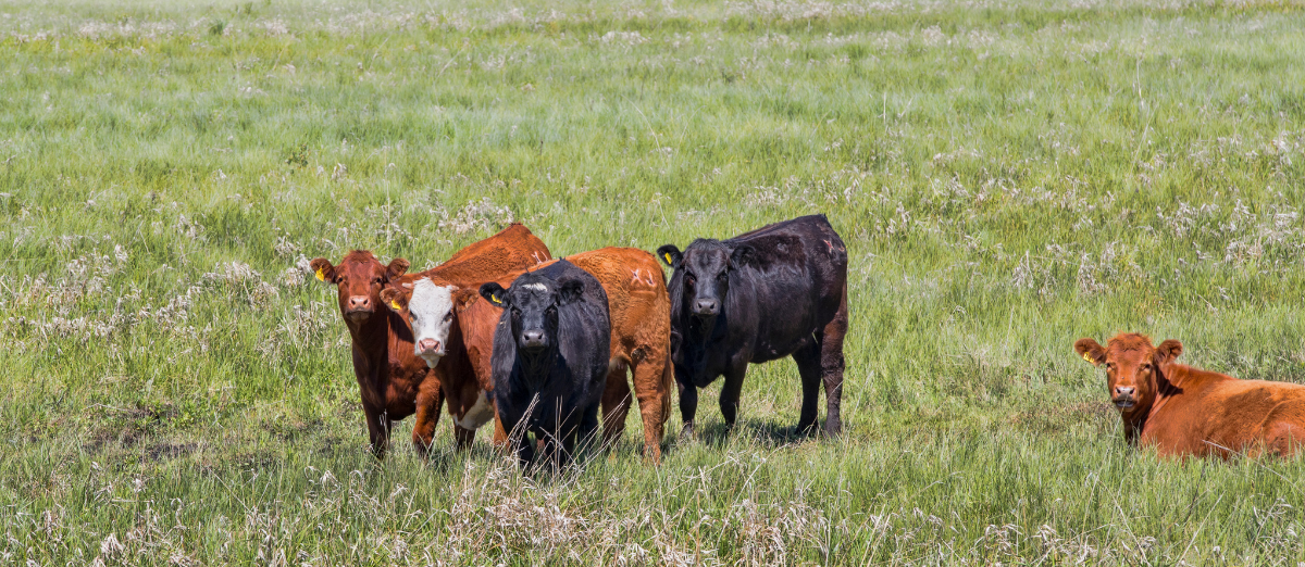 Small group of cattle congregated together in a pasture