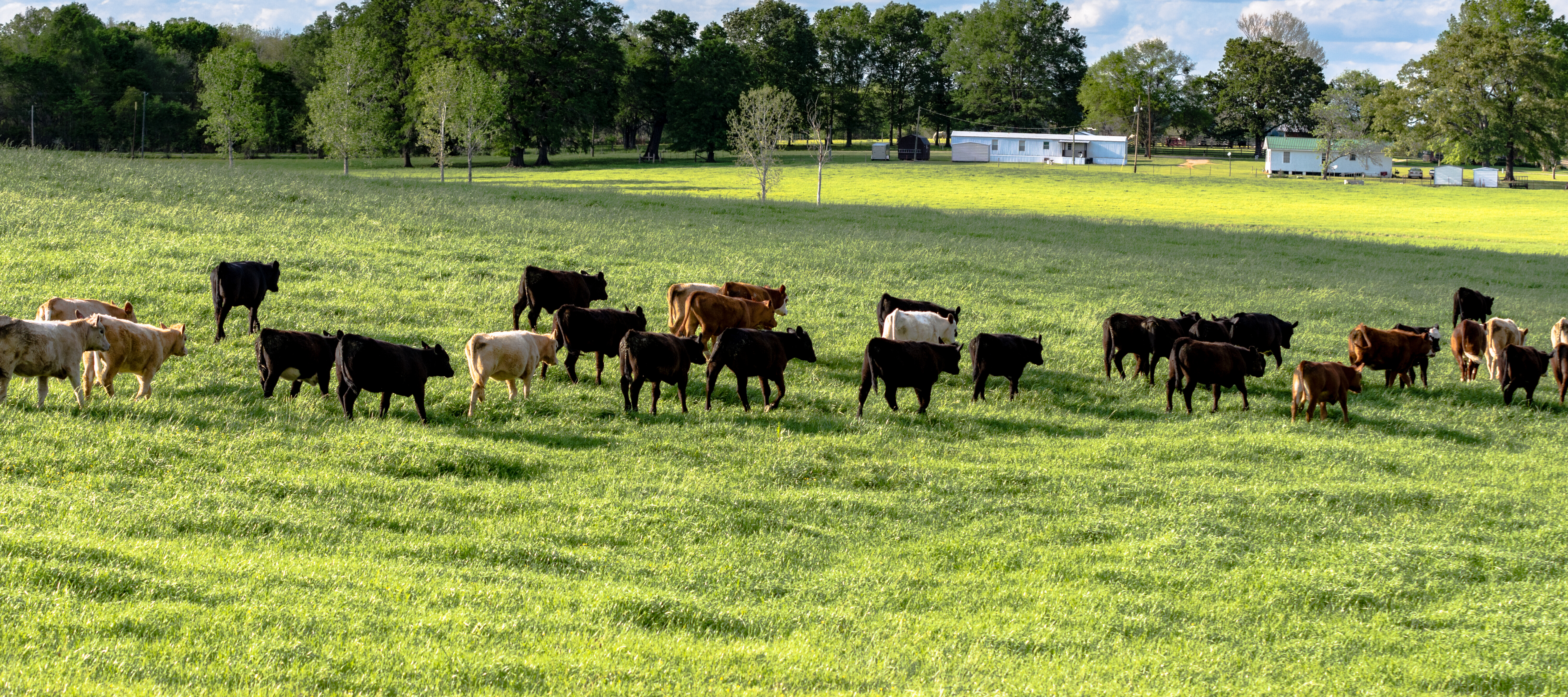 Photo of cattle walking across field