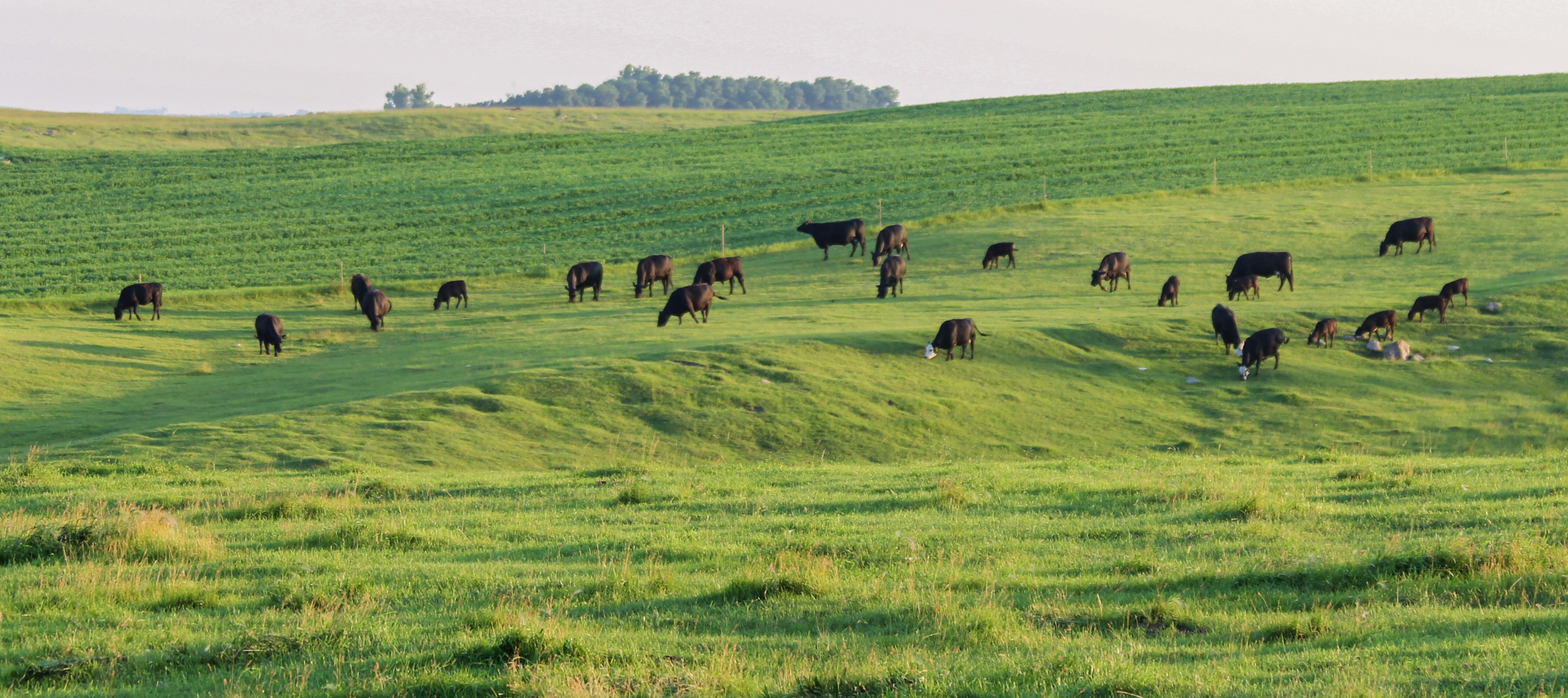 Field of Beef Cattle