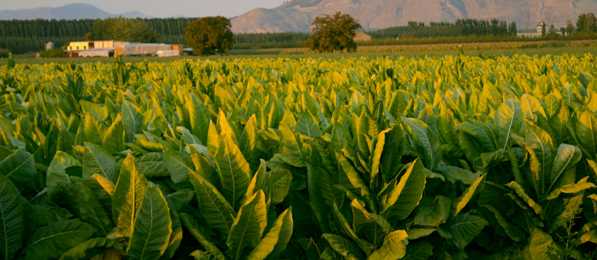 Tobacco field at sunset with farm buildings in the background