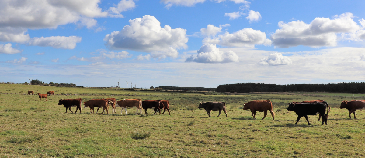 Cattle walking across a field