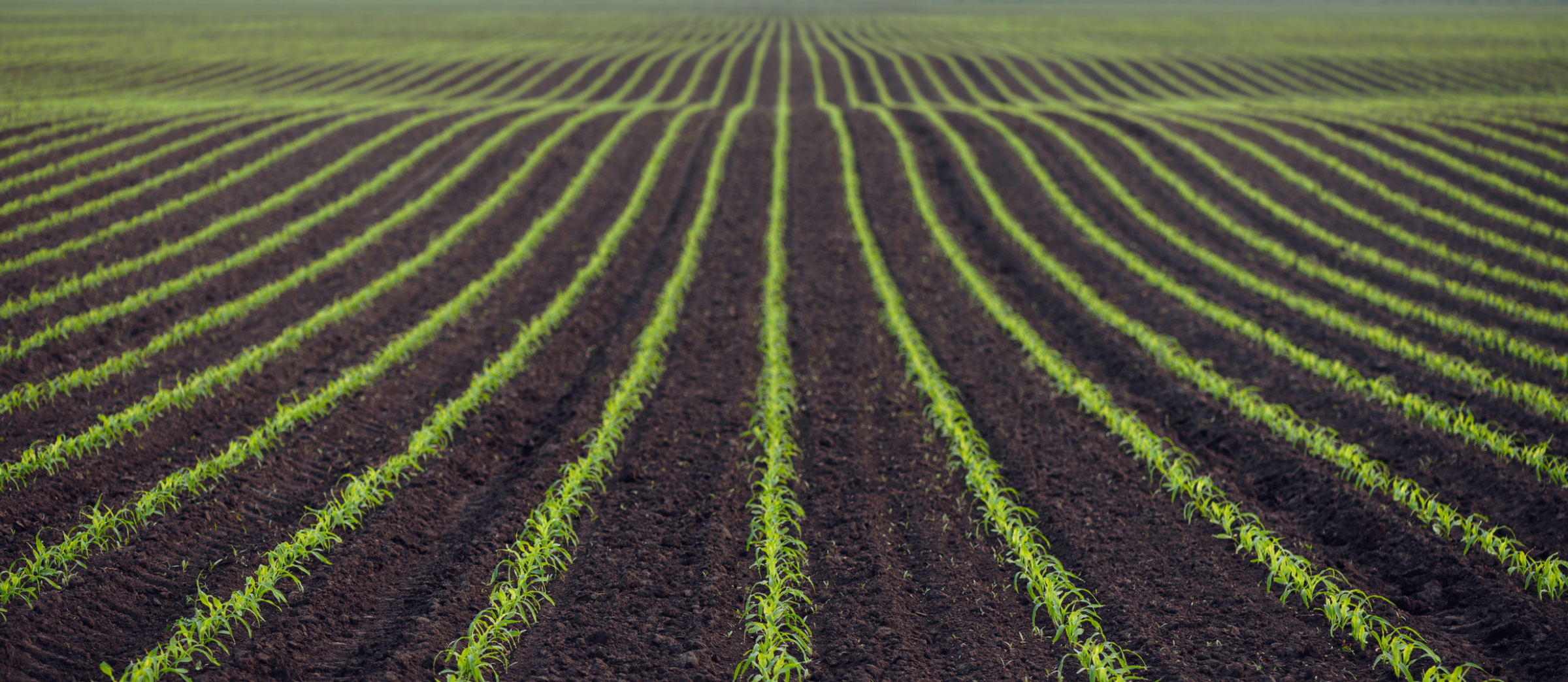 large picture view of field of young corn plants