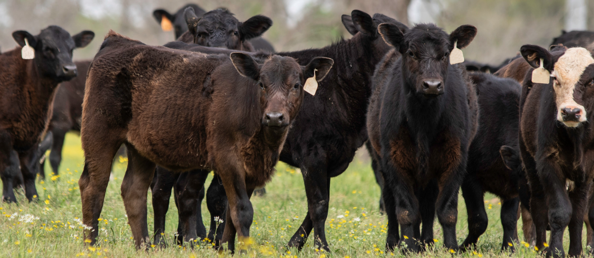 small herd of black cattle standing in a pasture