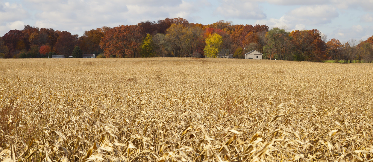 Crop field backgrounded with fall colored trees and a couple houses