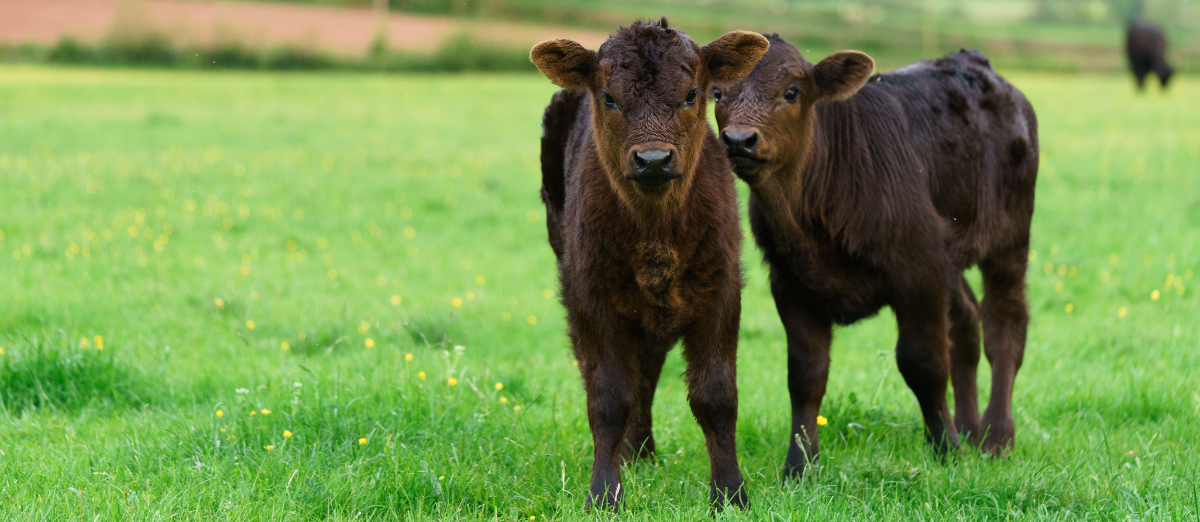 Two calves in field with buttercups