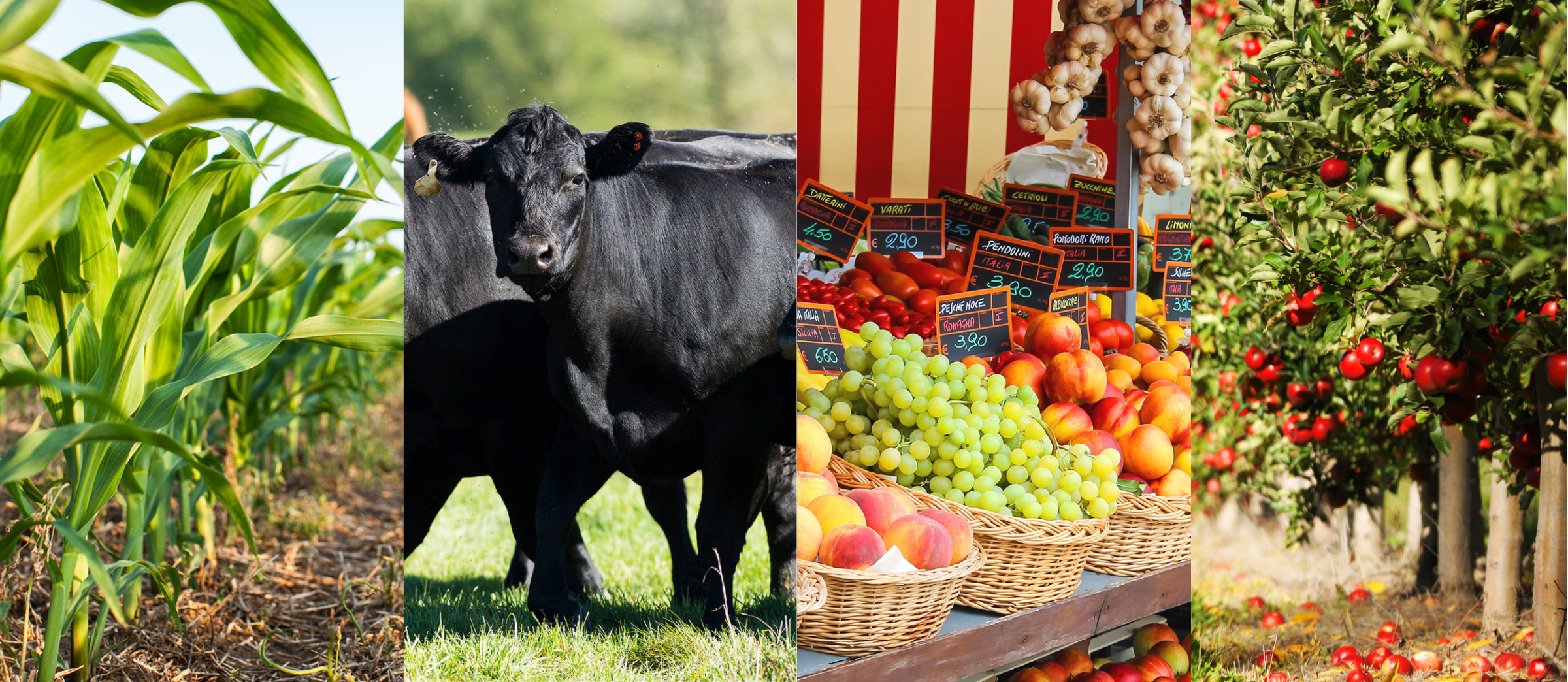 photo collage depicting corn, beef cattle, farmers market products, and a fruit tree orchard