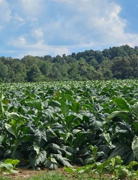 "Before" photo of tobacco field showing healthy, upright plants