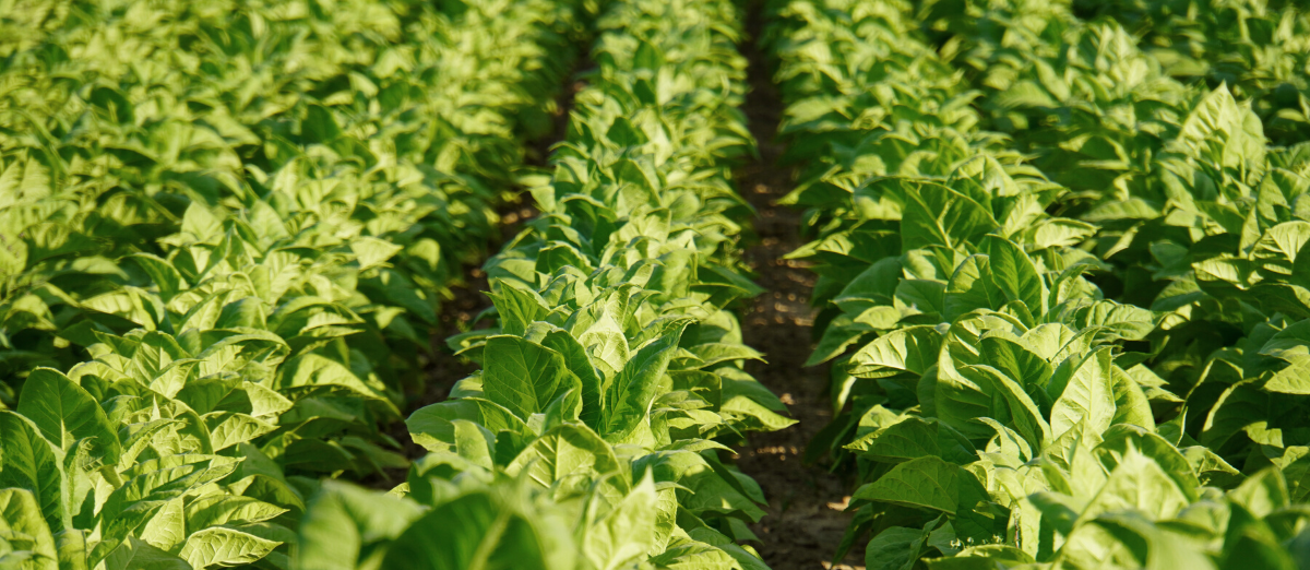 close up of small tobacco plants in field