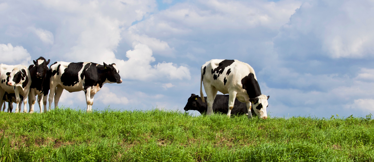 Dairy cattle in a field