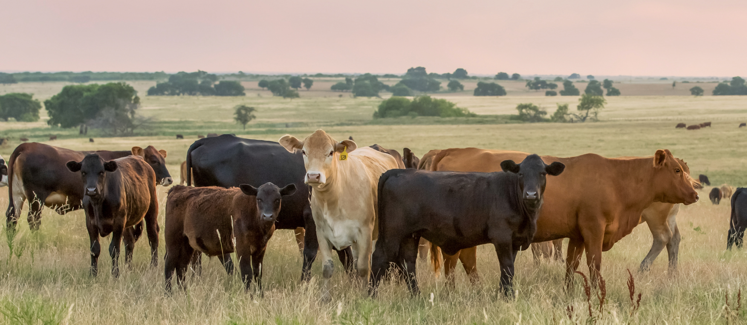 Herd of cattle in field