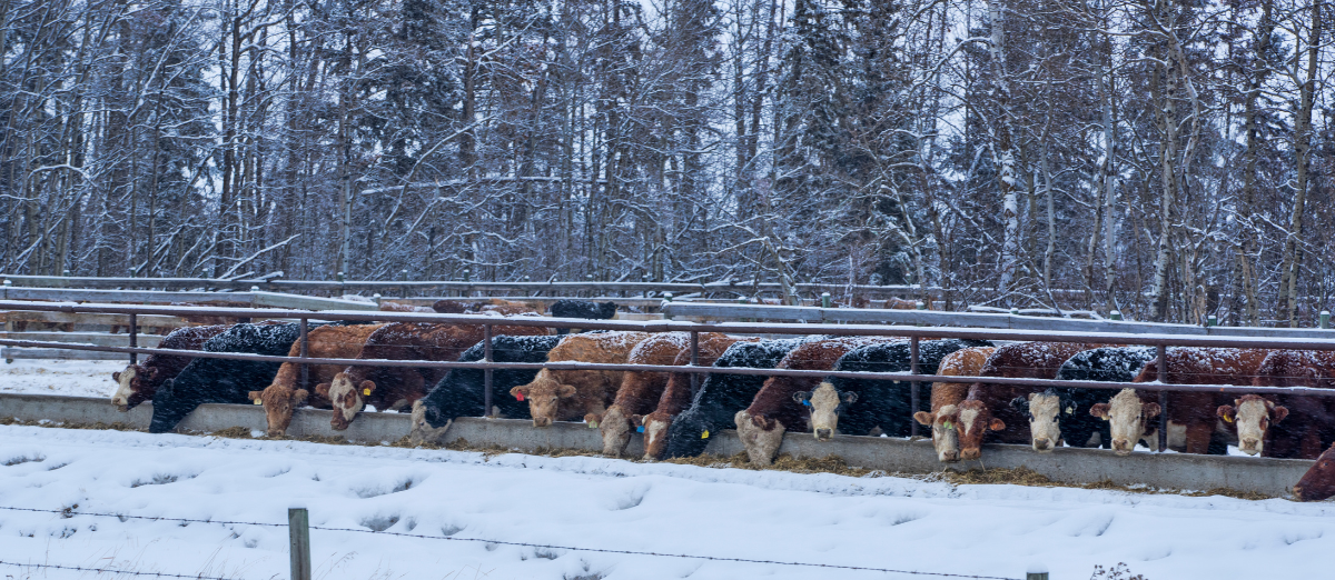 small herd of beef cattle eating from trough