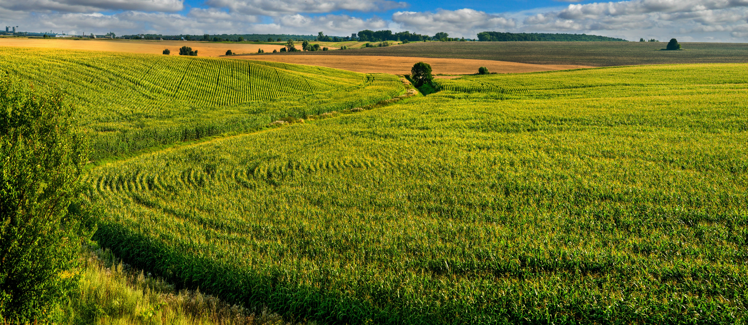 Landscape scene of crop field