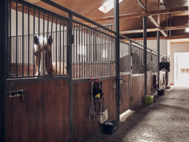 Horses in stalls