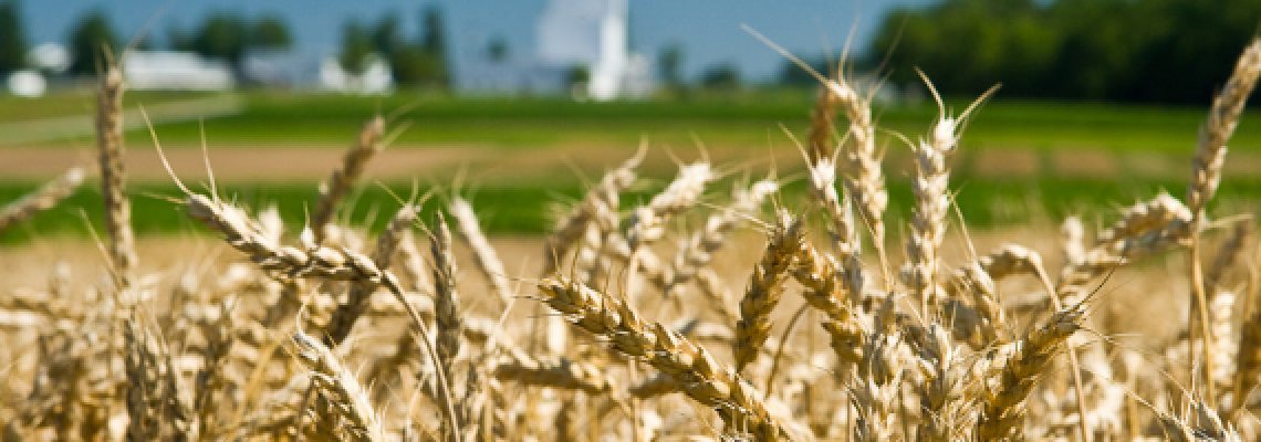 Kentucky wheat field.