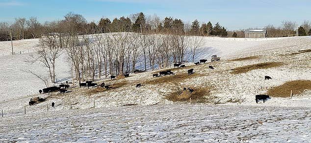 Cattle standing around a few round bales in snow covered pasture, Mike Wilson Farm, Anderson County, January 2023