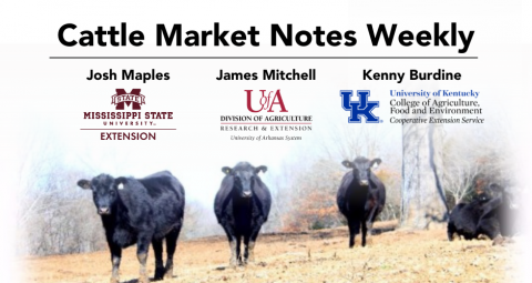 Cattle Market Notes Weekly | Josh Maples, James Mitchell & Kenny Burdine | Newsletter header