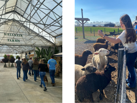 ABC In State trip 2022 Gallrein Farms photo collage of tour and feeding sheep